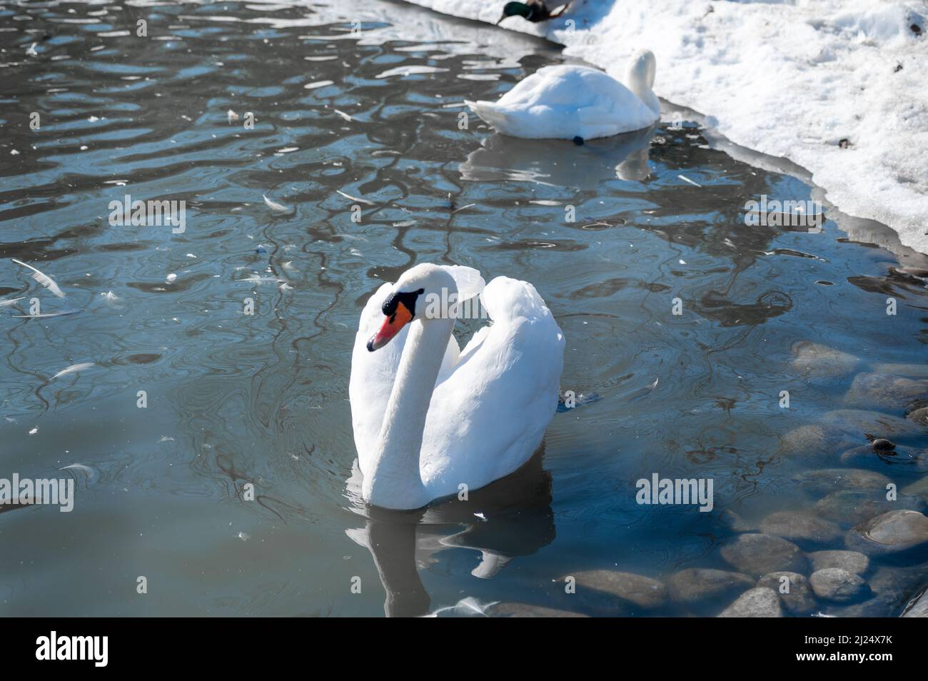 Bianco neve Mute Swan, Cygnus olor nuota nel lago d'inverno. I cigni sono uccelli monogami molto graziosi e belli. Nuoto cigno bianco sul lago. Si ingrana Foto Stock