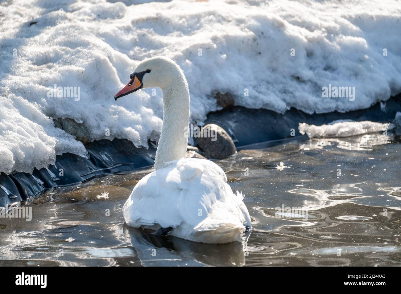 Bianco neve Mute Swan, Cygnus olor nuota nel lago d'inverno. I cigni sono uccelli monogami molto graziosi e belli. Luogo di inverno dei cigni Foto Stock