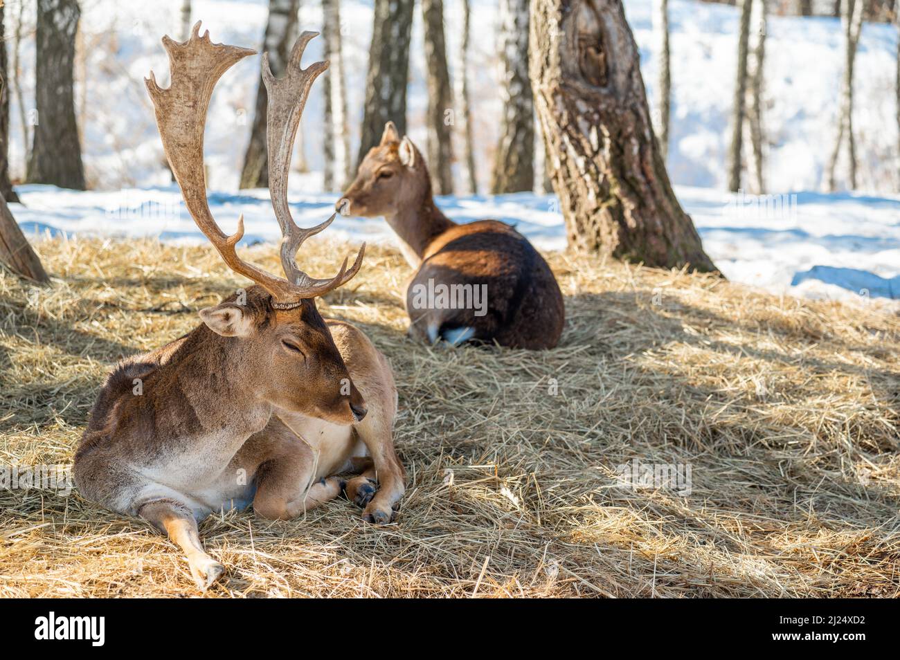 cervi riposano su erba secca nella foresta, in habitat naturale. Dama dama dama dama dama, cervo di medie dimensioni, comune in Europa, caratterizzato da un ampio Foto Stock