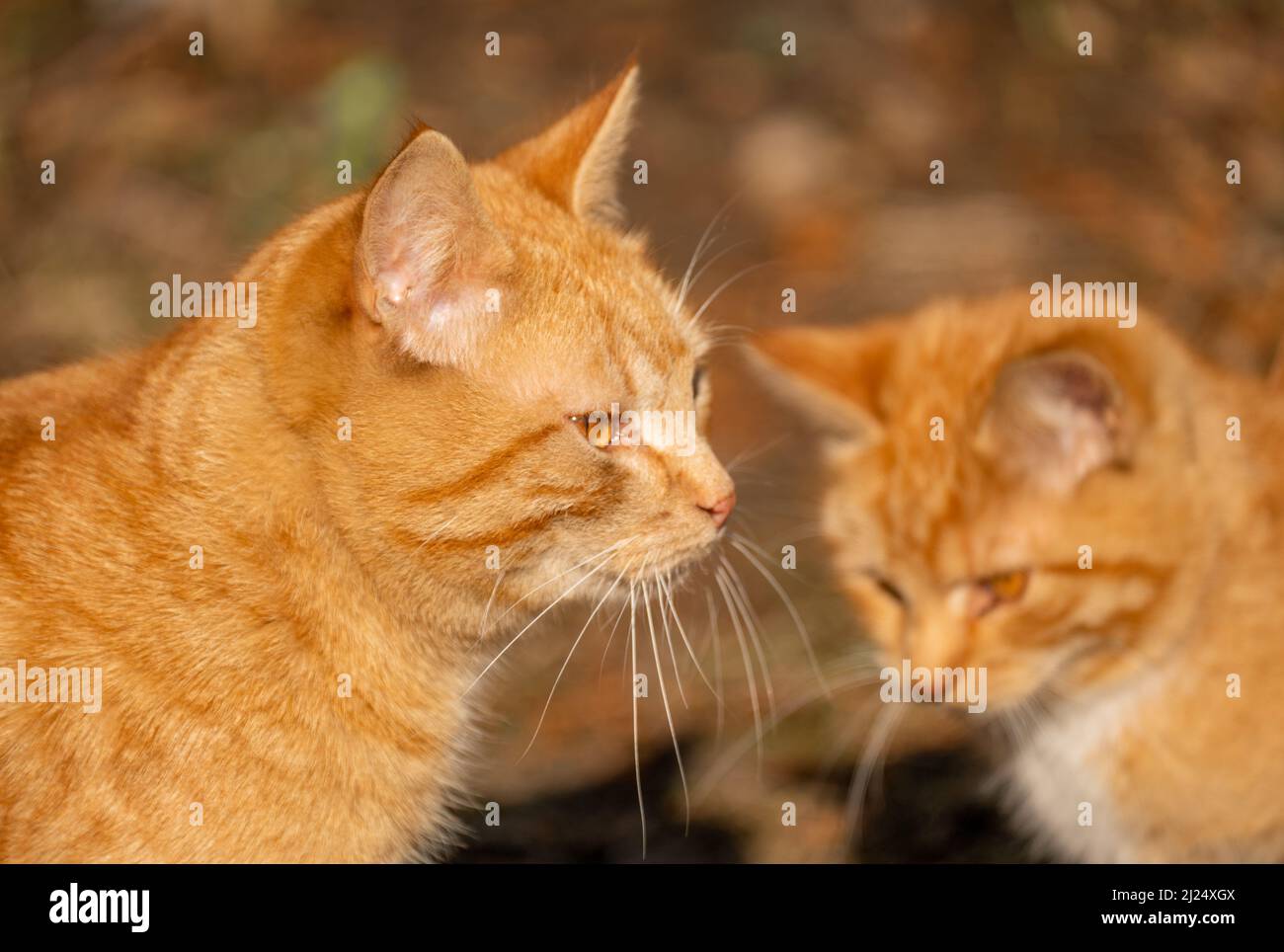due gatti rossi zenzero. gatto rosso adulto e gattino rosso. primo piano Foto Stock