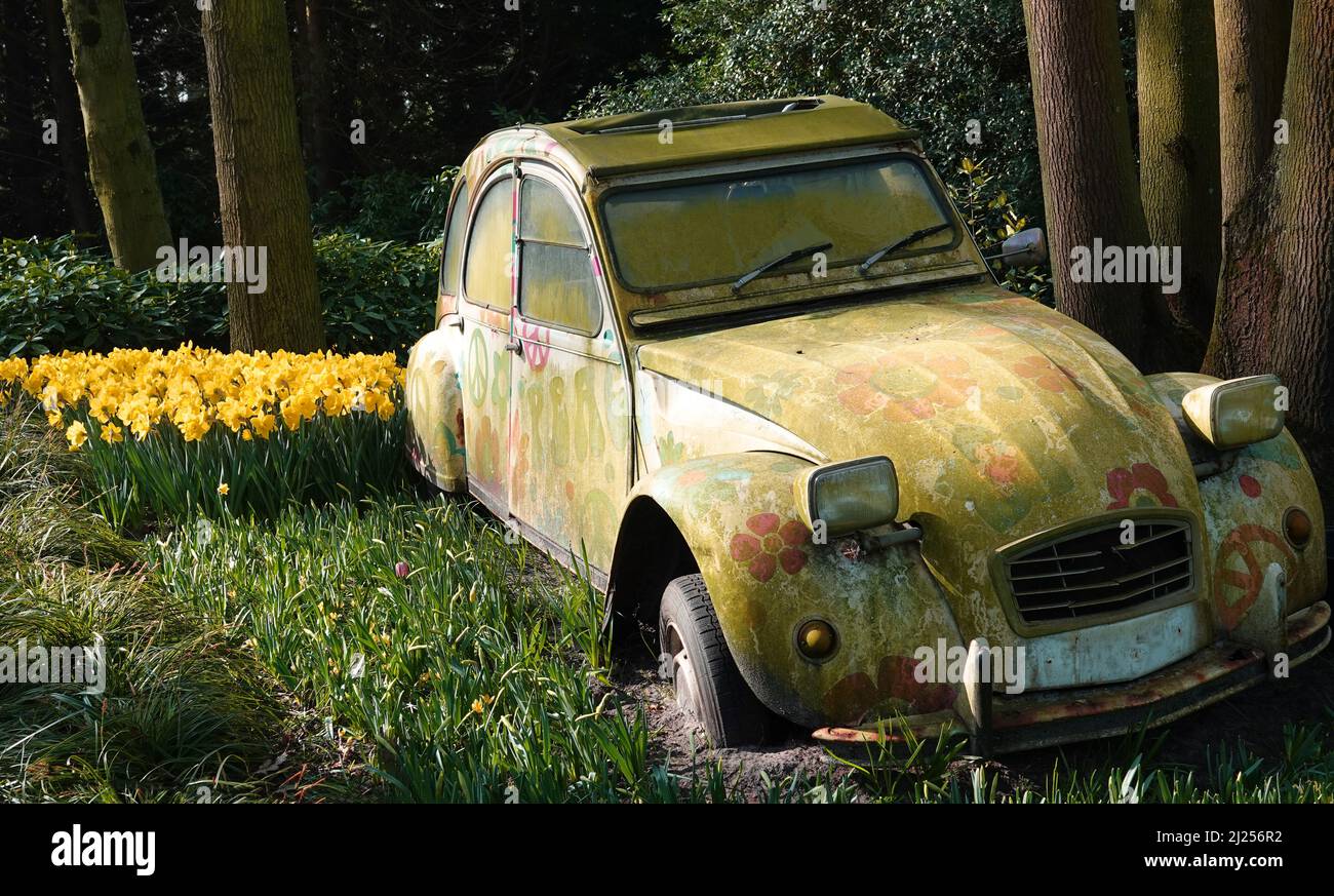 Lisse, Paesi Bassi - Marzo 25 2022 nella mostra annuale dei fiori i vecchi relitti auto Keukenhof sono combinati con i narcisi quest'anno. Foto Stock