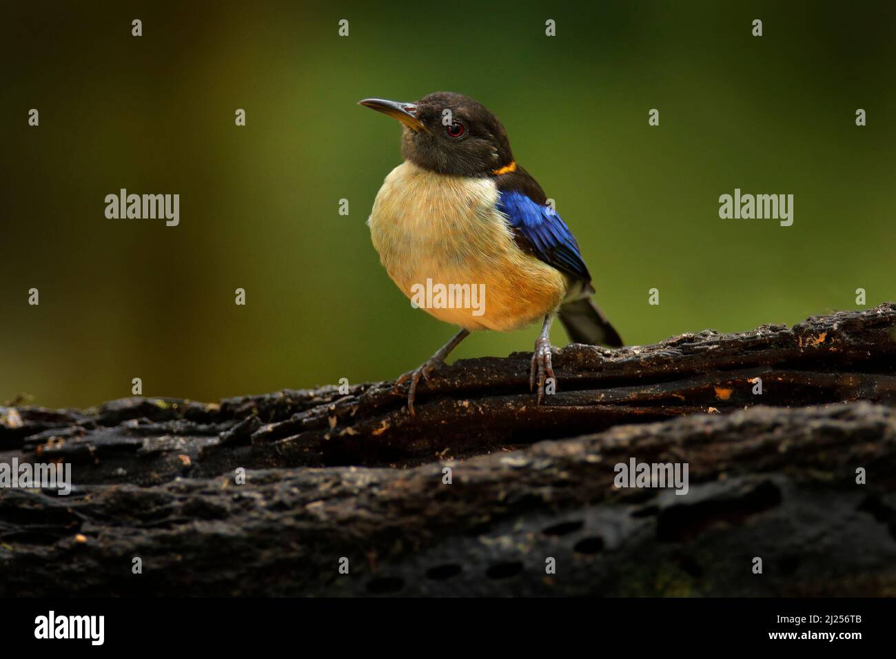 Ecuador birdwatching, oro-colaured Honeysuper-super, Iridophanes pulcherrimus, seduto sull'albero di brach nell'habitat naturale. Tanager giallo blu fro Foto Stock