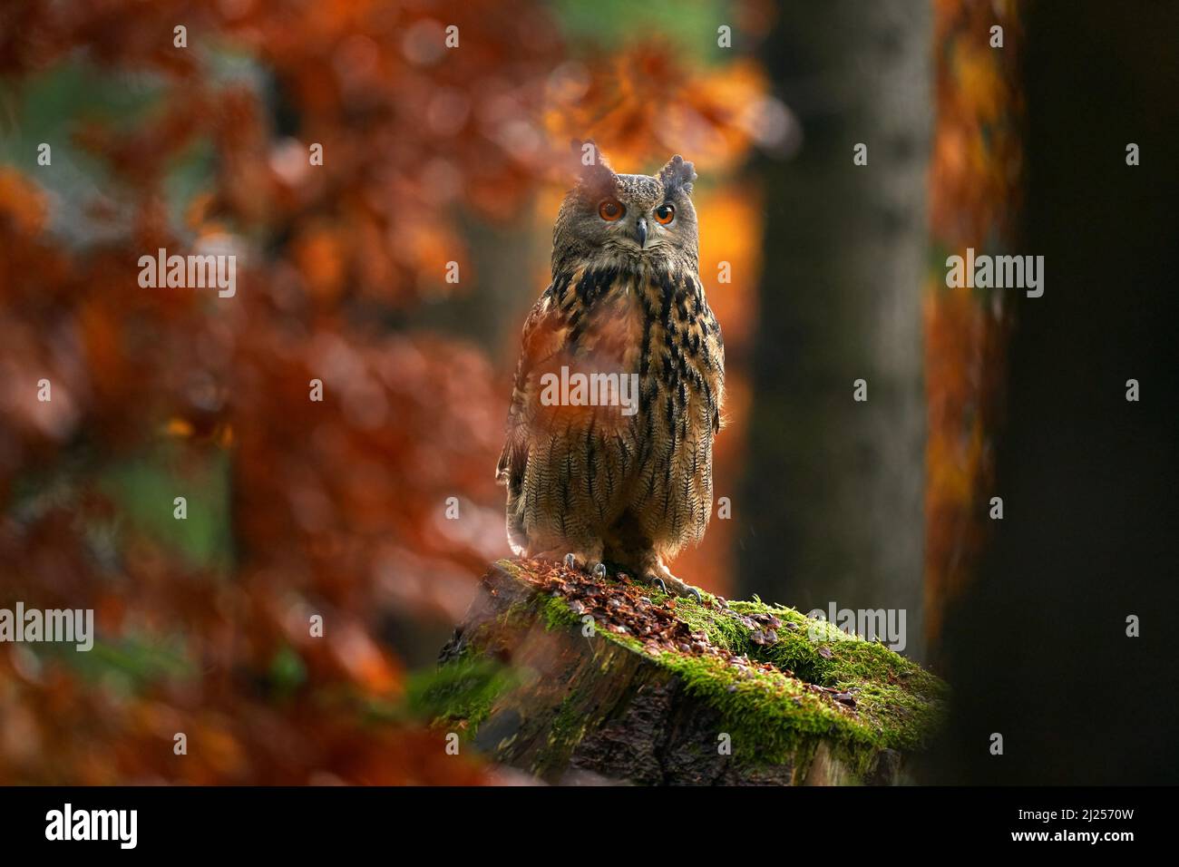 Fauna selvatica autunno. EAGLE Eurasian Owl, Bubo Bubo, seduto sul blocco di ceppo albero, foto di fauna selvatica nella foresta con colori arancio autunno, Germania. Bir Foto Stock