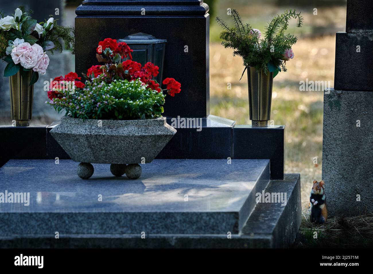 Criceto europeo, Criceto criceto, cimitero di pietra tombale, Vienna, Austria. Marrone e bianco criceto dalle bellate nere, ritratto in vista frontale nel natu Foto Stock