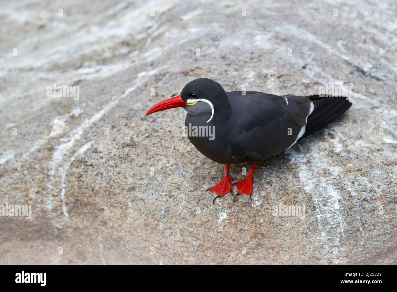 Inca Tern, Larosterna inca, uccello sul ramo dell'albero. Ritratto di Tern dalla costa peruviana. Uccello in natura habitat di foresta di mare. Scena della fauna selvatica dalla natura. Foto Stock