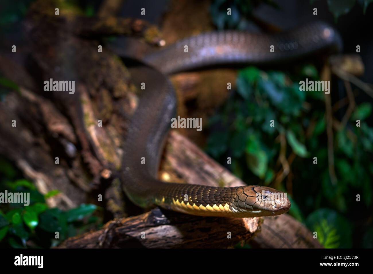 Re Cobra, Ophiophagus hannah, rettile serpente nell'habitat naturale della foresta. Cobra sull'albero, ritratto in primo piano, isola di Java in Indonesia in Asia. Wi Foto Stock