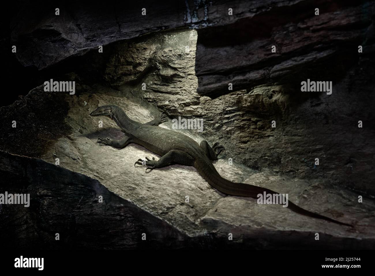 Mertens Water Monitor, Varanus mertensi, semiacquatico, un forte nuotatore. Lucertola nella grotta di roccia scura in natura, Australia. Monitorare la lucertola di notte Foto Stock