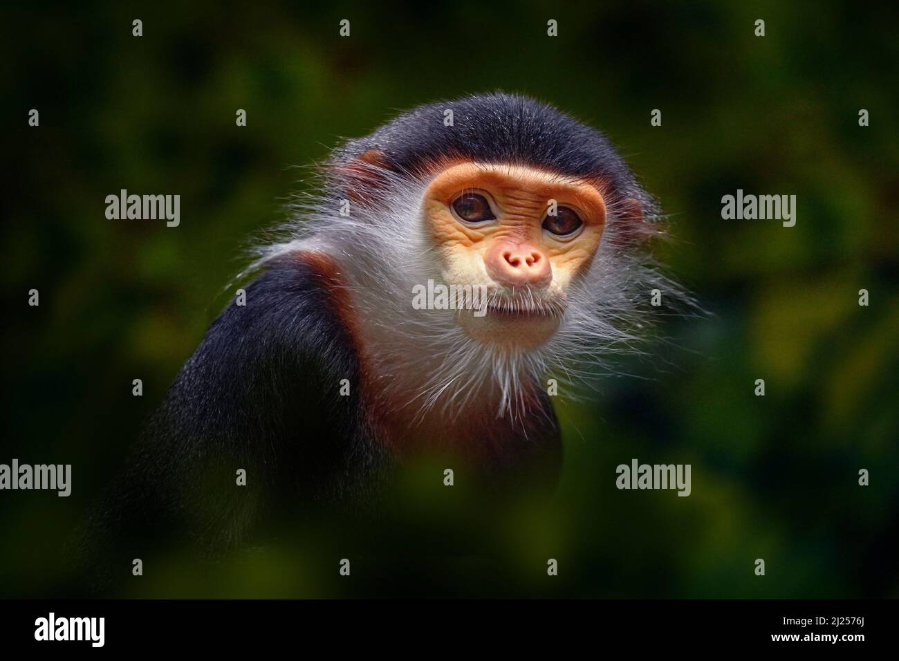 Fauna selvatica del Vietnam. Languri douc rosso-shanked, Pygathrix namaeus, ritratto di dettaglio di scimmia rara andemica carina nell'habitat naturale. Verticale della testa della lan Foto Stock