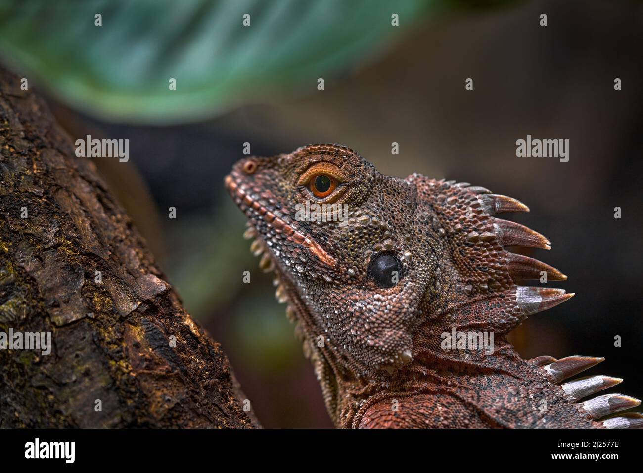 Il drago della foresta coronato, il Lophosaurus dilophus, o drago della foresta indonesiana, è un grande lucertola arborea di agamide trovato in Nuova Guinea e nell'islan del Moluccan Foto Stock