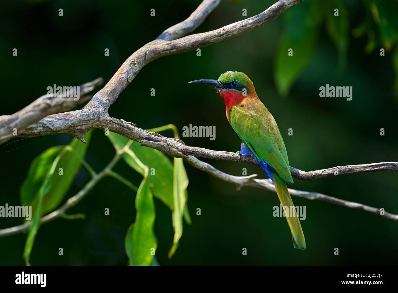 Apicollo a gola rossa, Merops bulocki, uccello rosso verde seduto sul ramo nell'habitat naturale. Apicoltori nella foresta, Victoria Nilo, Murchison Fal Foto Stock