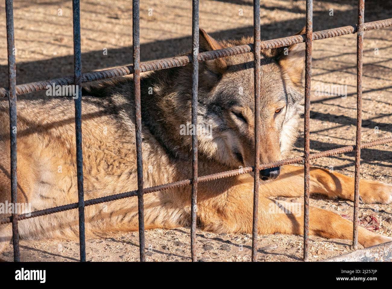 Un fuoco selettivo di un lupo (Canis lupus) nello zoo Foto Stock