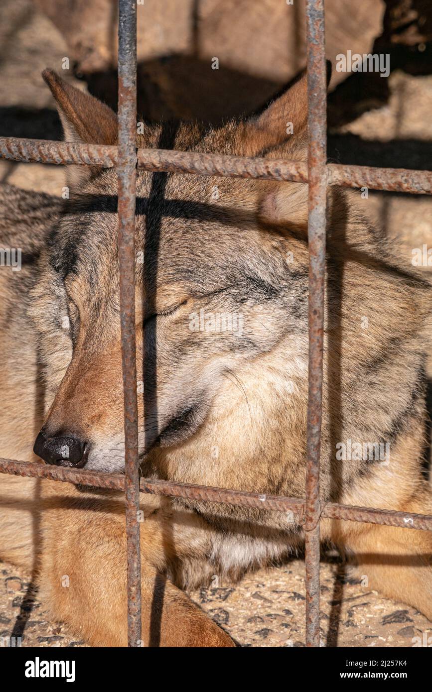 Un fuoco selettivo di un lupo (Canis lupus) nello zoo Foto Stock