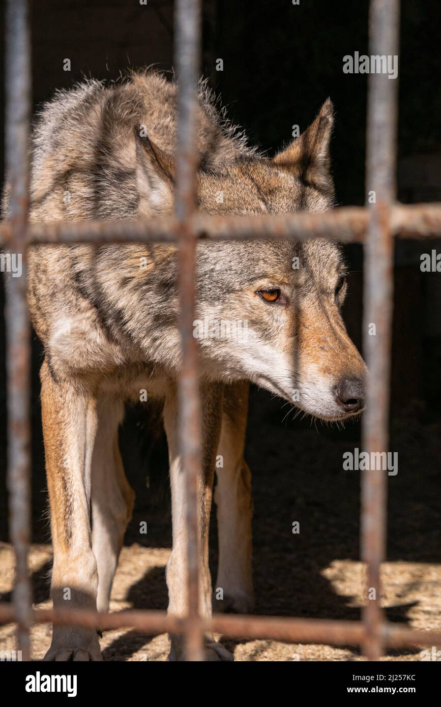 Un fuoco selettivo di un lupo (Canis lupus) nello zoo Foto Stock