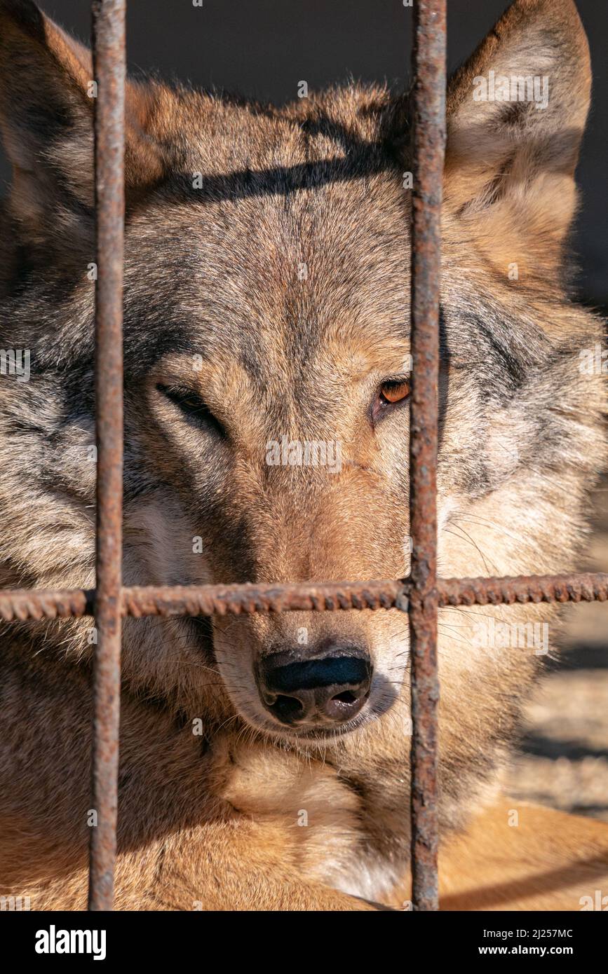 Un fuoco selettivo di un lupo (Canis lupus) nello zoo Foto Stock