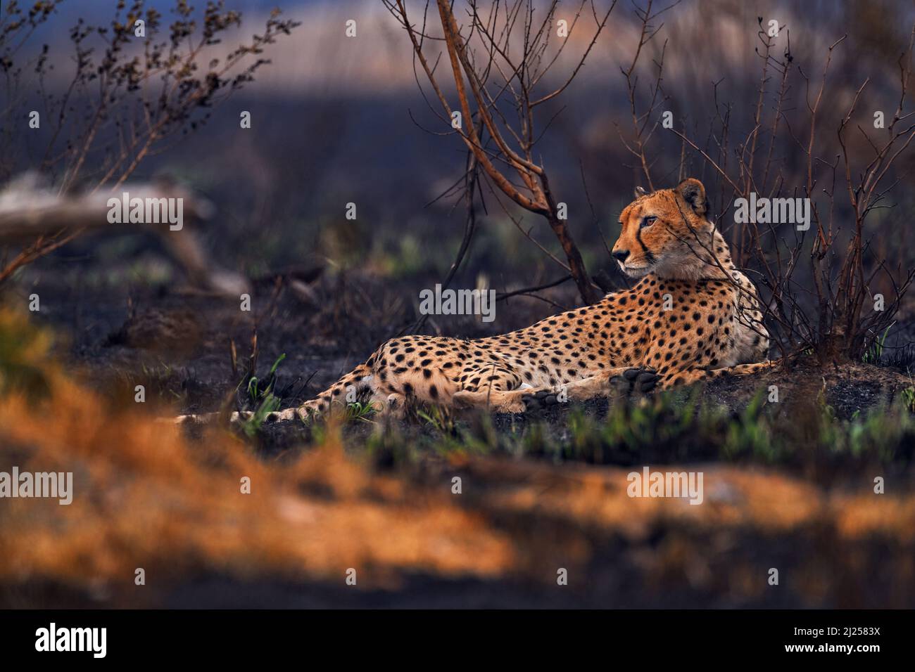 Ghepardo, il fuoco bruciò la savana distrutta. Animale in luogo di fuoco bruciato, Cheetah giacente in cenere nera e Cinders, Savuti, Chobe NP in Botswana. Stagione calda Foto Stock