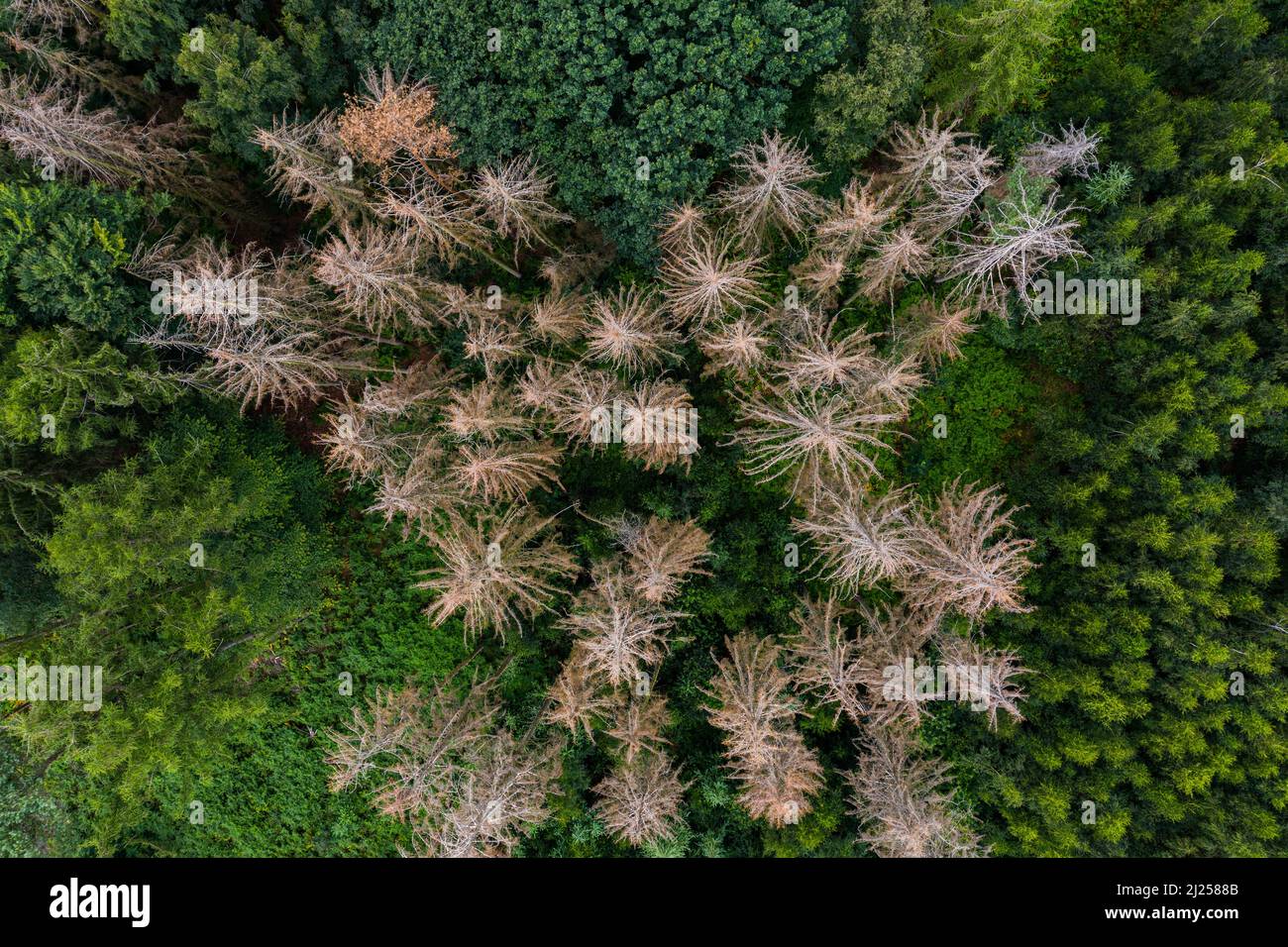 Foresta dieback - conifere nei boschi muoiono a causa della siccità e del cambiamento climatico Foto Stock