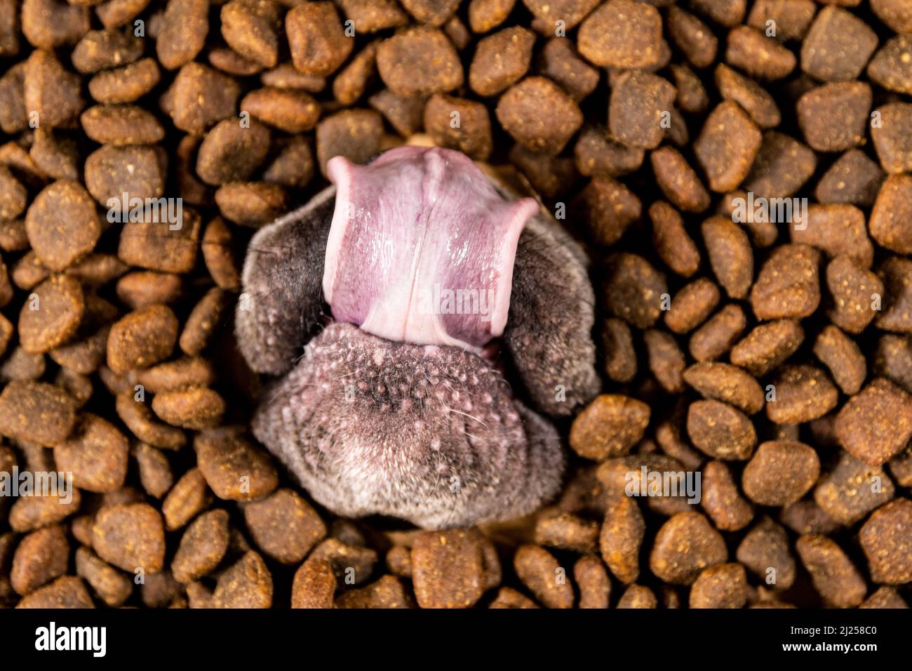 Happy French Bulldog nuota in un mare di cibo per cani - dieta pedigree Foto Stock