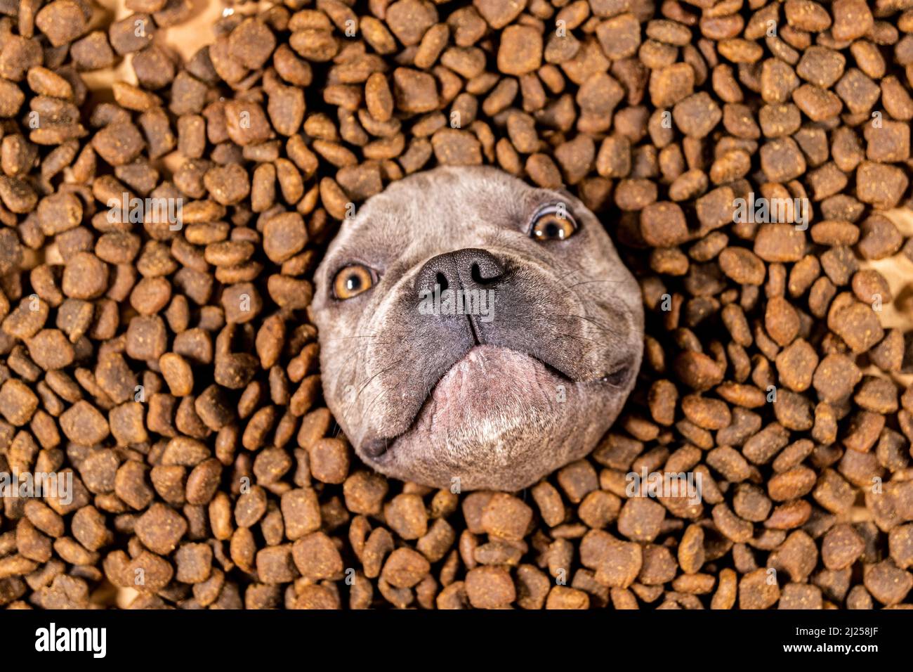 Happy French Bulldog nuota in un mare di cibo per cani - dieta pedigree Foto Stock