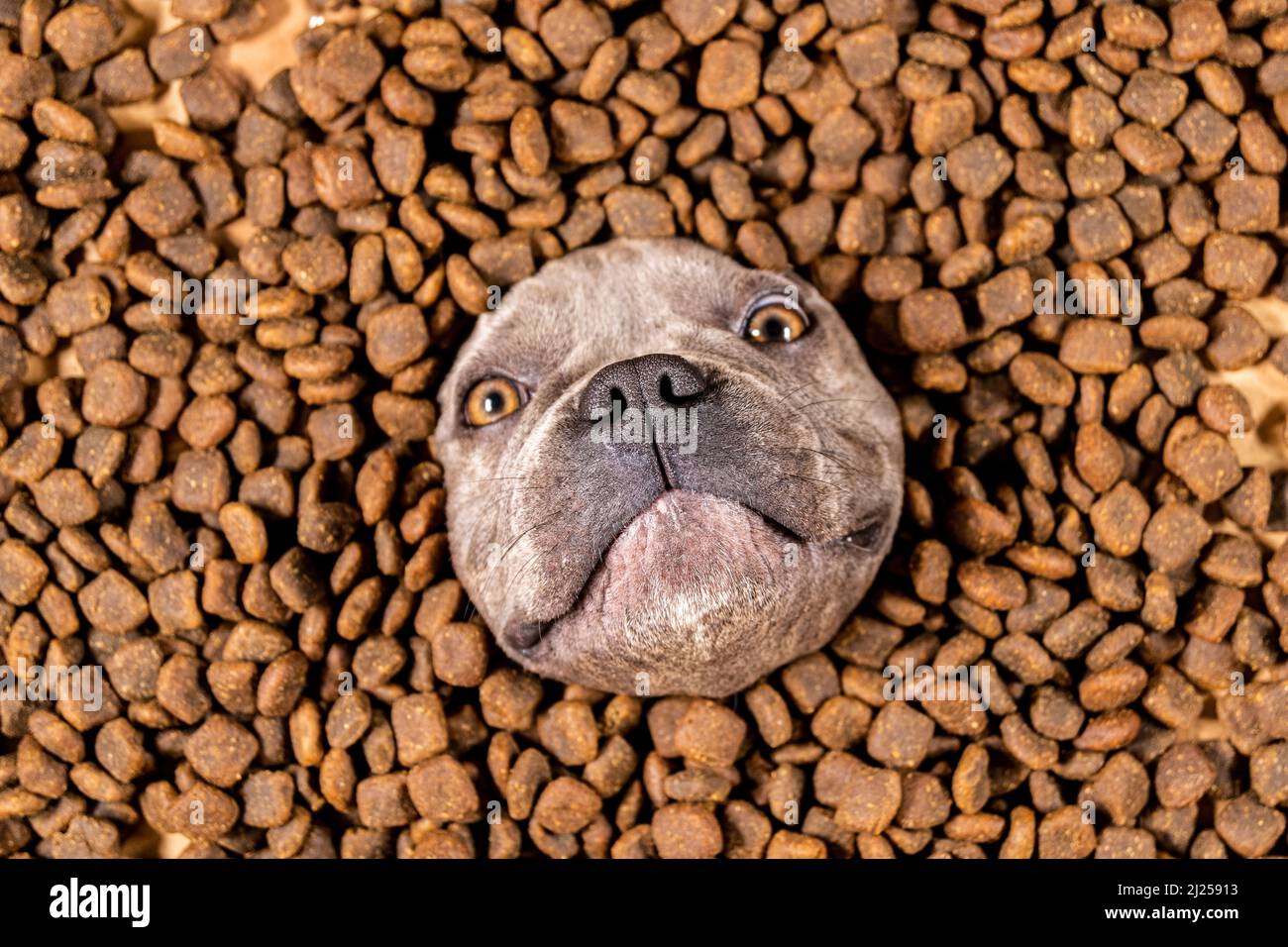 Happy French Bulldog nuota in un mare di cibo per cani - dieta pedigree Foto Stock