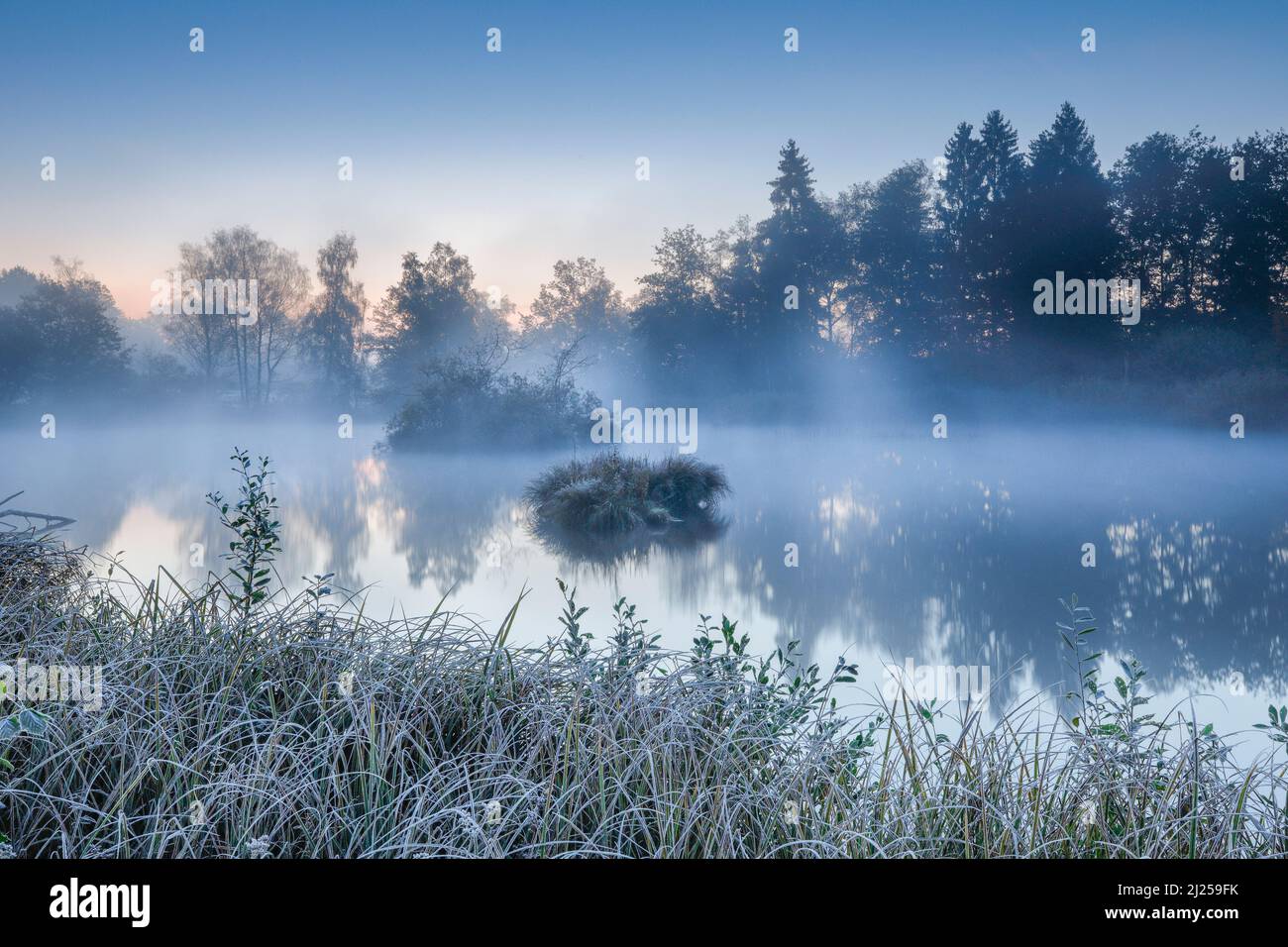 Atmosfera autunnale mattina a stagno nella riserva naturale Wildert in Illna. Hoarfrost copre la vegetazione in primo piano così come sulle isole e cialde di nebbia in acqua, Canton Zurigo, Svizzera Foto Stock