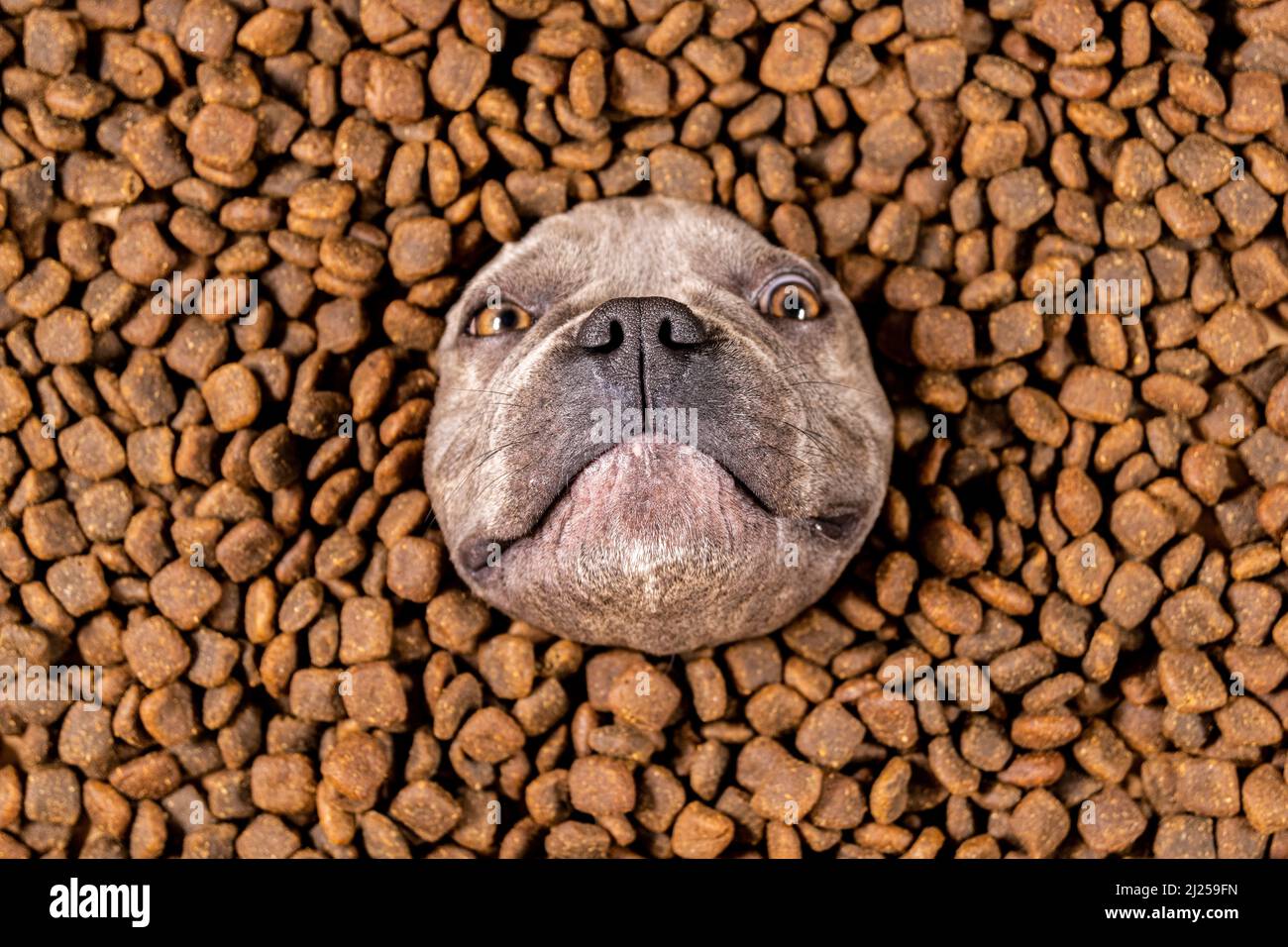 Happy French Bulldog nuota in un mare di cibo per cani - dieta pedigree Foto Stock
