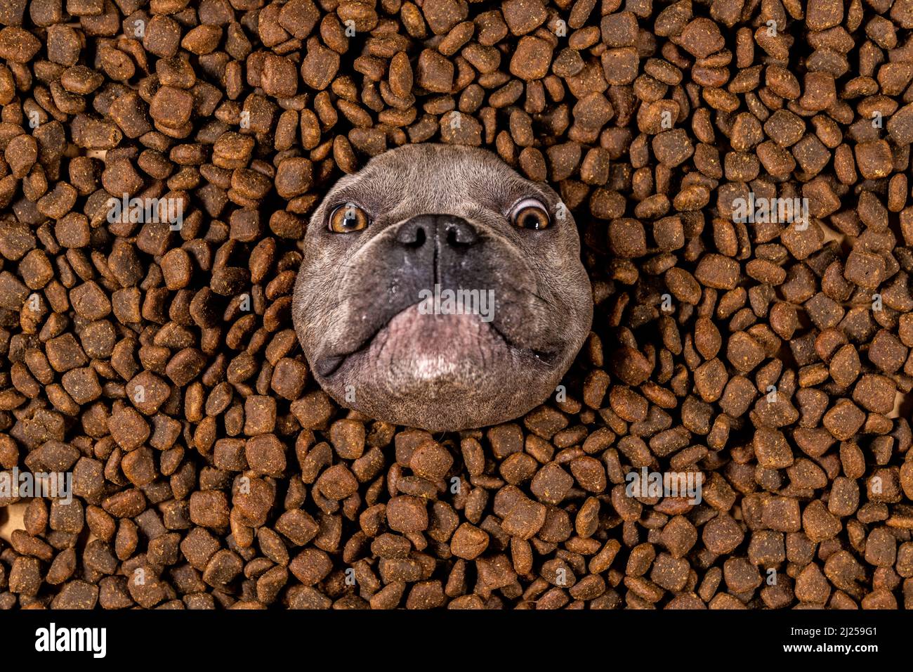 Happy French Bulldog nuota in un mare di cibo per cani - dieta pedigree Foto Stock