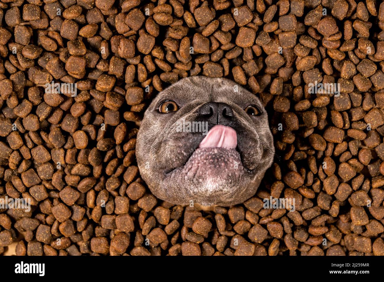 Happy French Bulldog nuota in un mare di cibo per cani - dieta pedigree Foto Stock