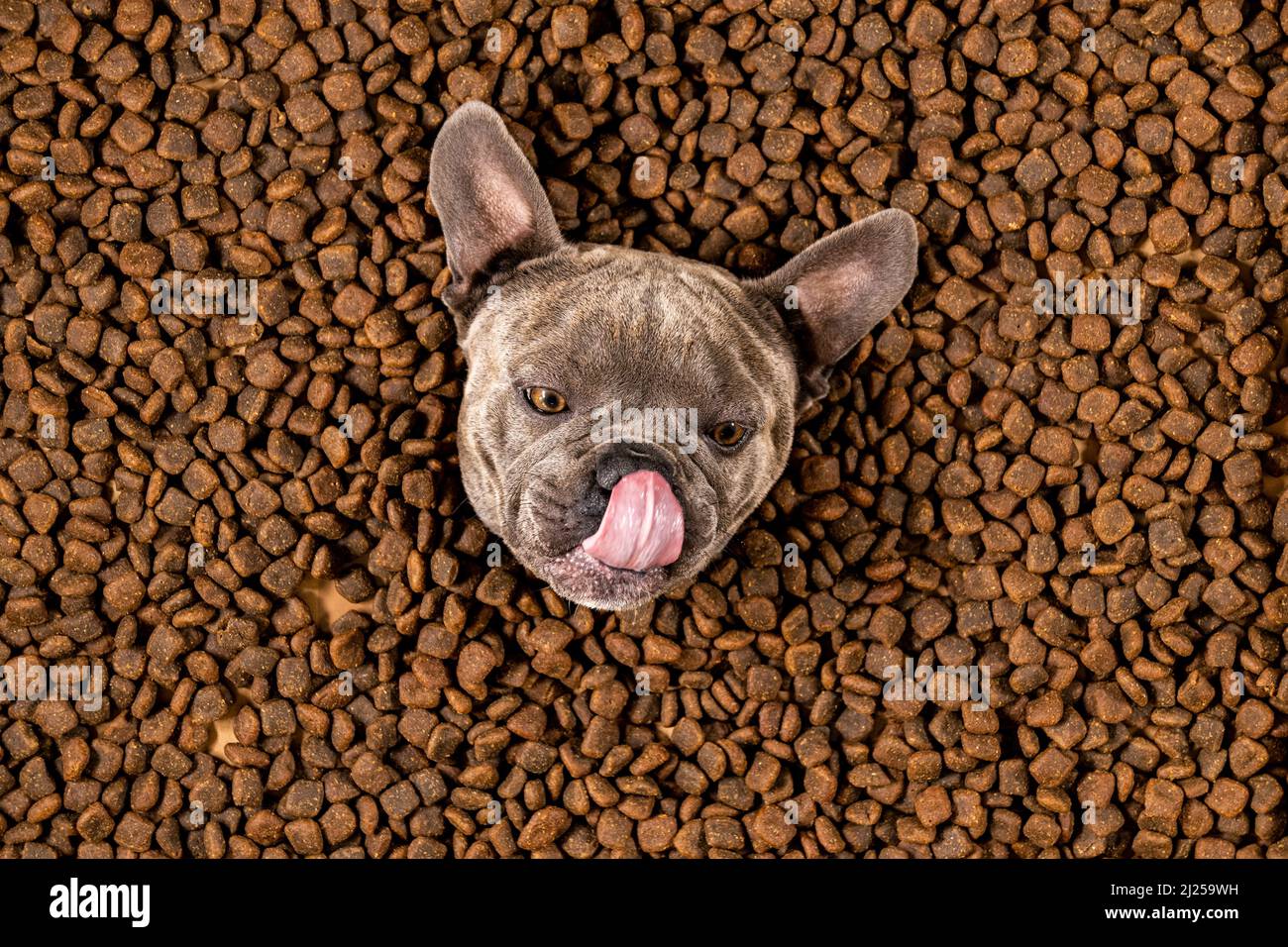 Happy French Bulldog nuota in un mare di cibo per cani - dieta pedigree Foto Stock