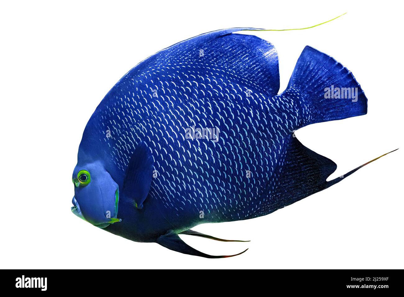 Primo piano di pesce angelo francese di acquario serbatoio di pesci di barriera corallina isolato su sfondo bianco. Pomacanthus paru specie che vivono in Occidente e orientale Foto Stock