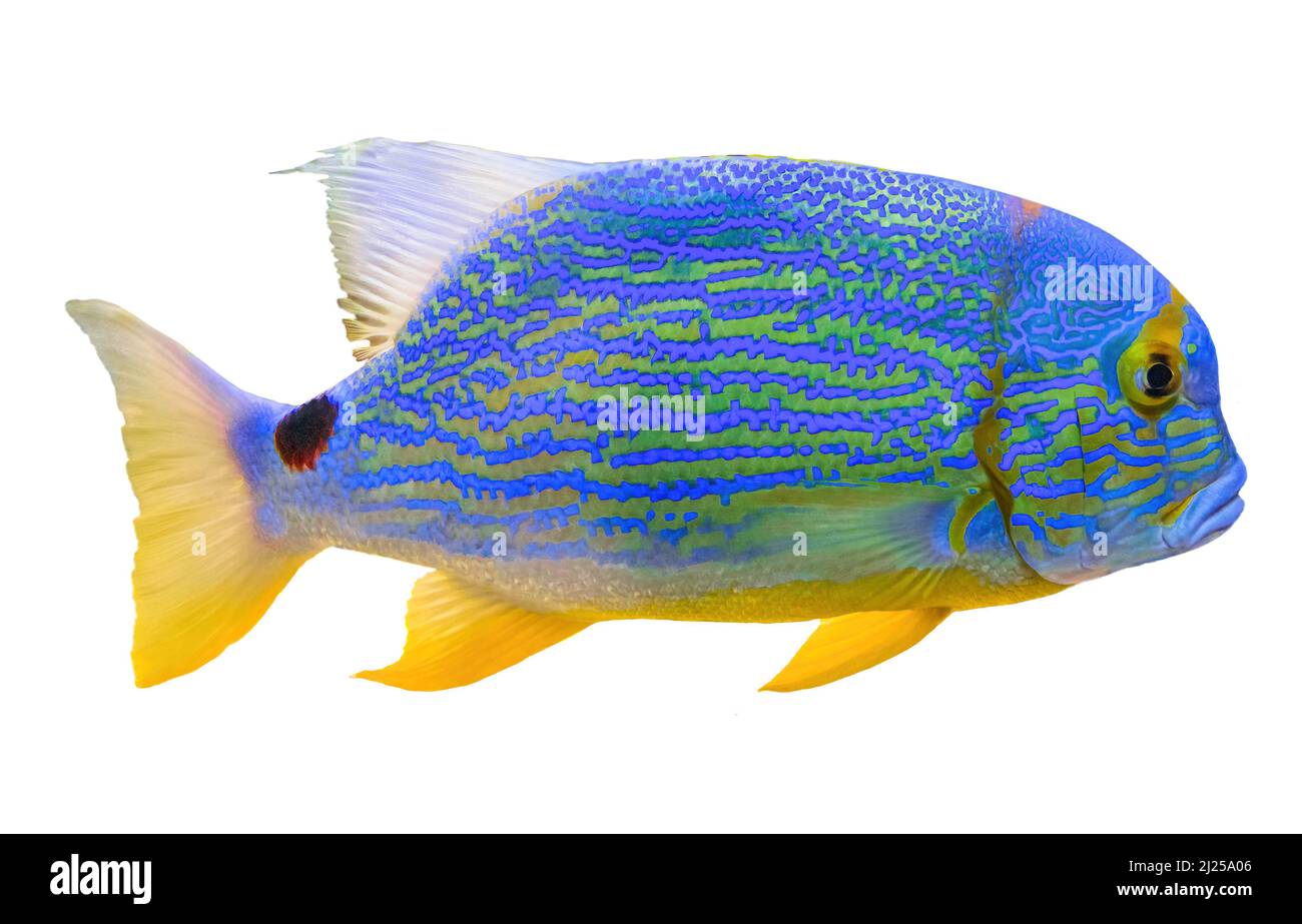 Pesce dentice Sailfin o orata blu in isolato su bianco. Symphorichthys spilurus specie che vivono nell'Oceano Indiano orientale e nell'Oceano Pacifico occidentale Foto Stock