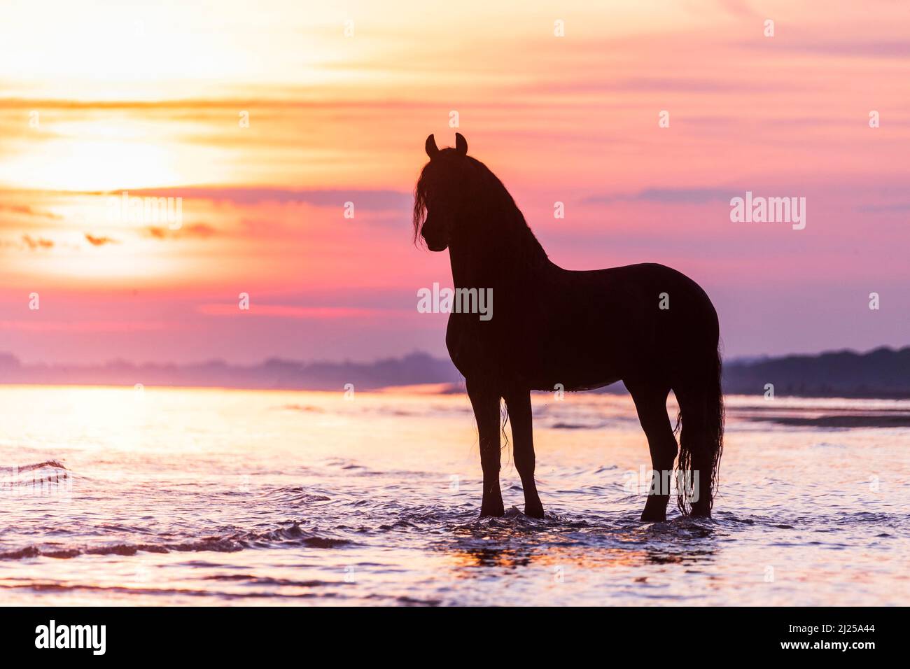 Cavallo Frisone. Stallone in piedi nel mare, con la sua silhouette contro il cielo della sera. Italia Foto Stock
