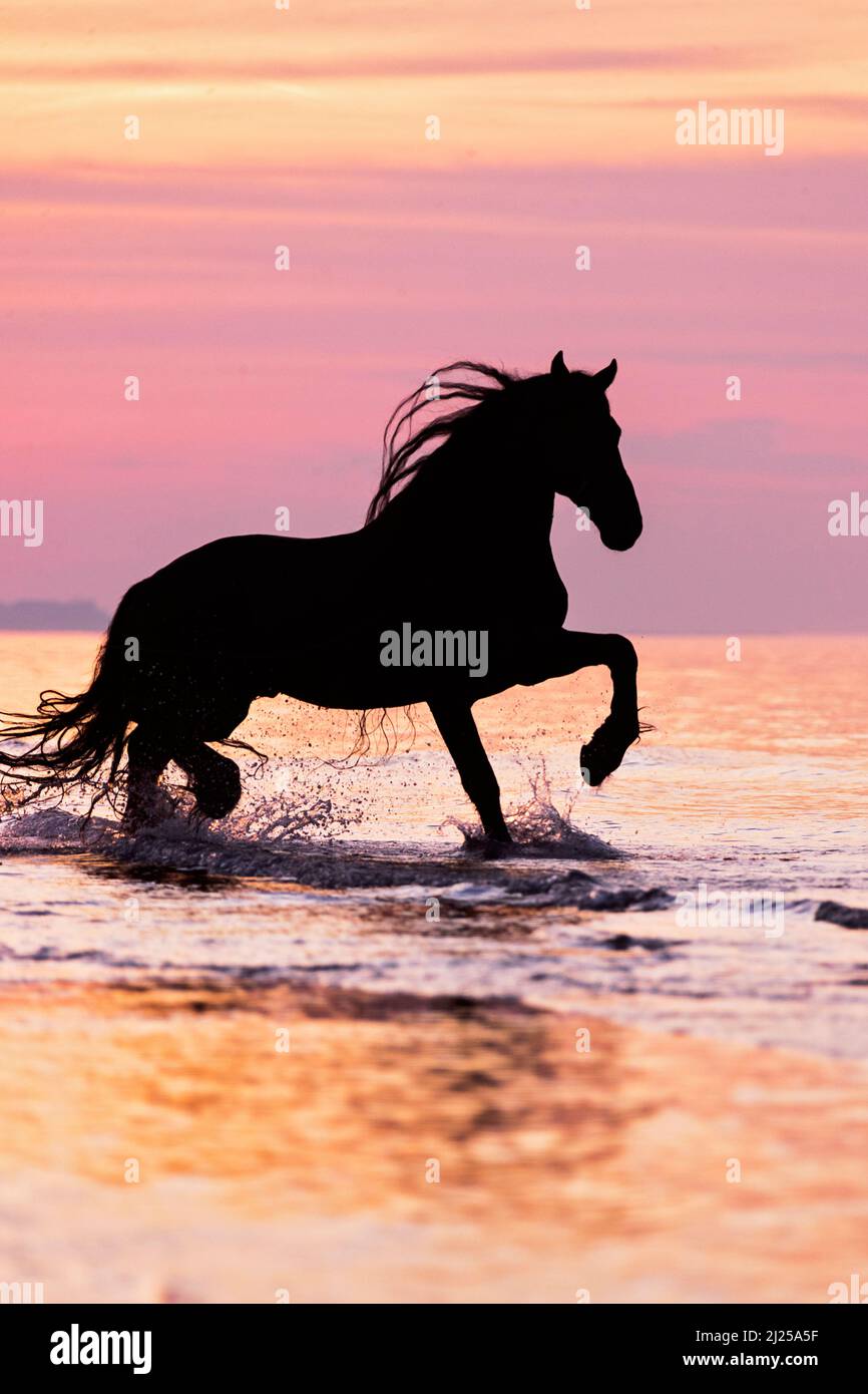Cavallo Frisone. Stallone che si aggirano sul mare, si staglia contro il cielo della sera. Italia Foto Stock