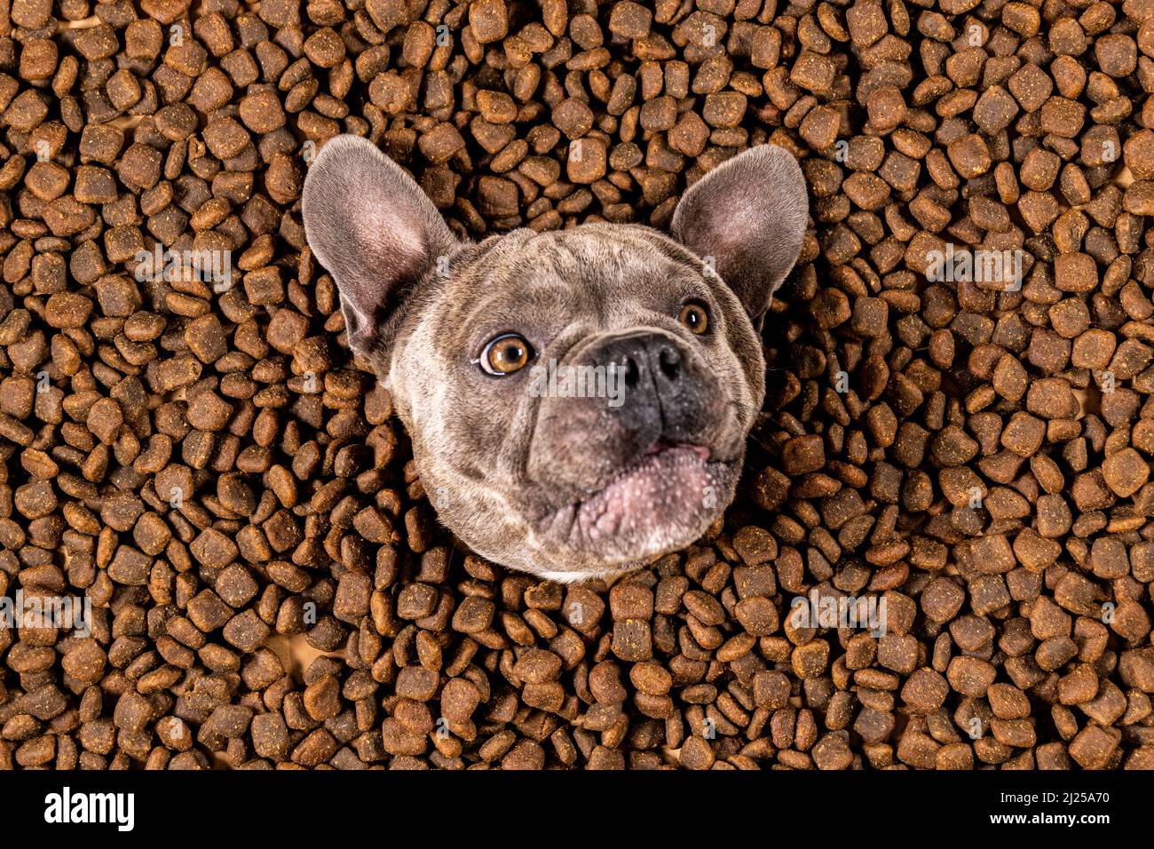 Happy French Bulldog nuota in un mare di cibo per cani - dieta pedigree Foto Stock