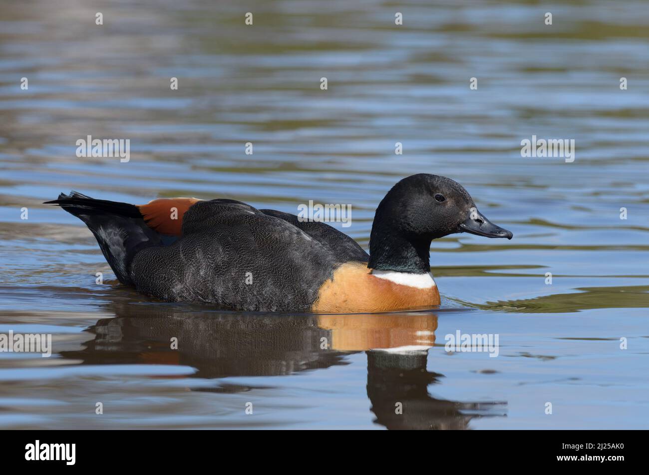 Una Shelduck australiana maschile dai colori vivaci che nuota sul lago, alla ricerca di cibo Foto Stock