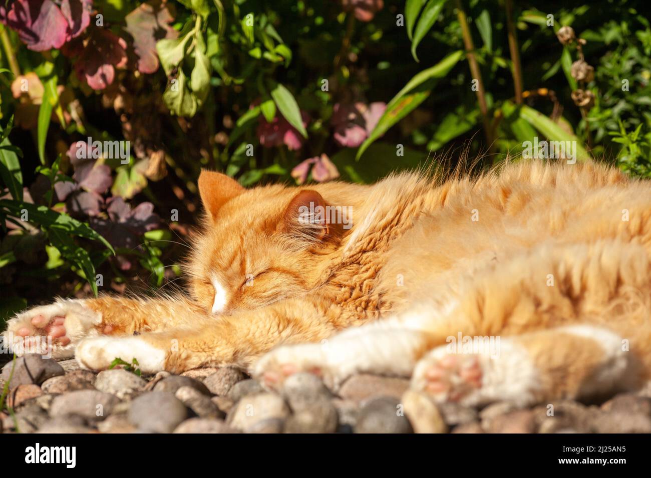 Un bel gatto zenzero che dorme nel calore di un'estate scozzese Foto Stock
