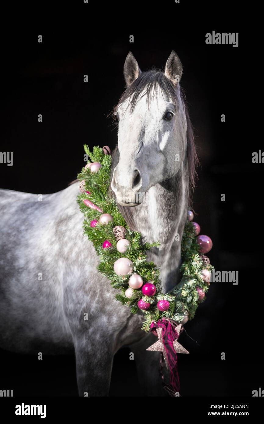 Francese Throughbred. Ritratto di un cavallo grigio che indossa una corona di Natale su sfondo nero Foto Stock