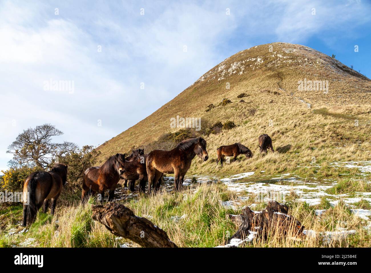 La mandria di pony selvaggi Exmoor sulle pendici della Legge di Berwick Nord, Lothian Est, Scozia. Foto Stock