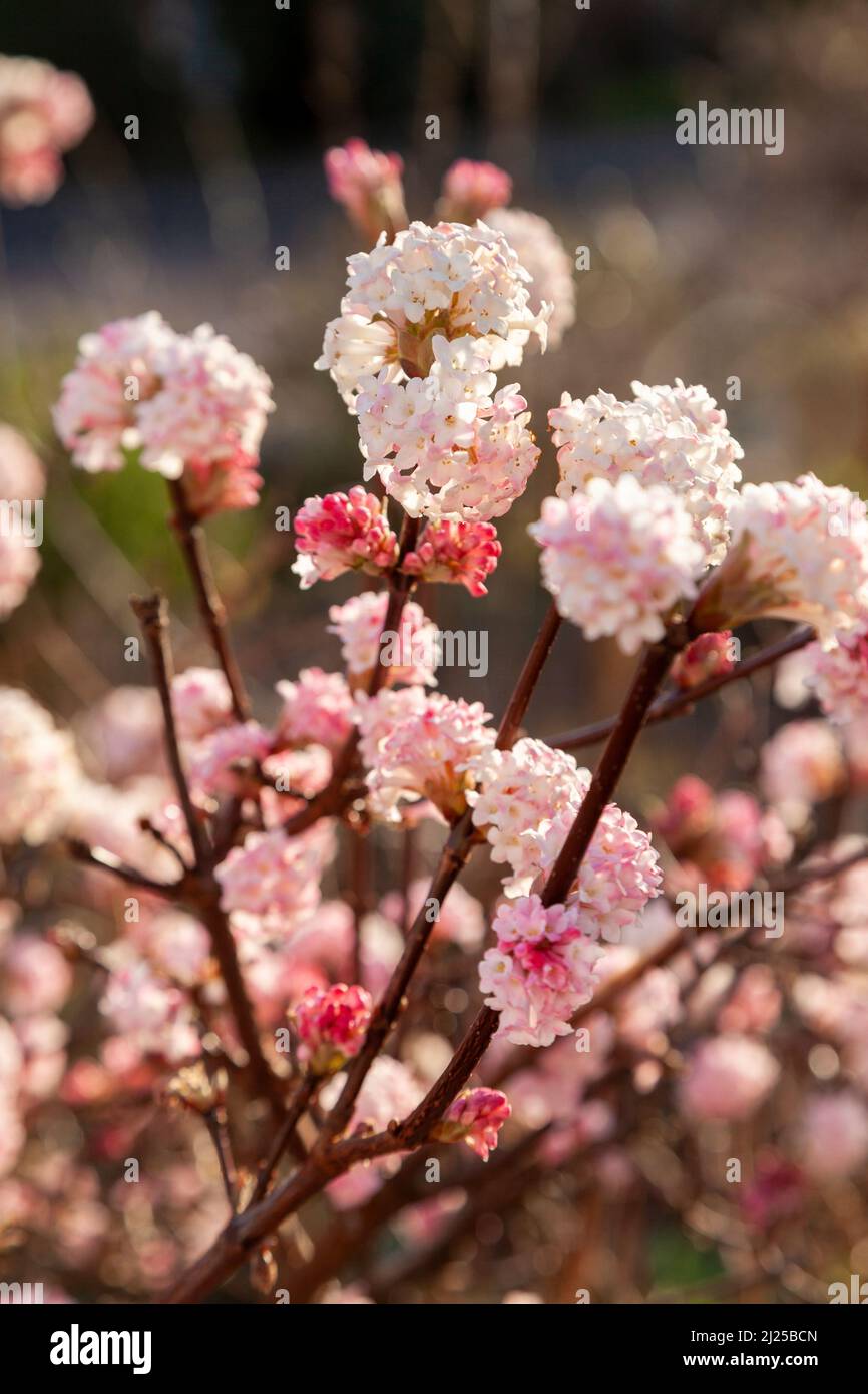 Primo piano di un fiore di viburnum che fiori in inverno Foto Stock