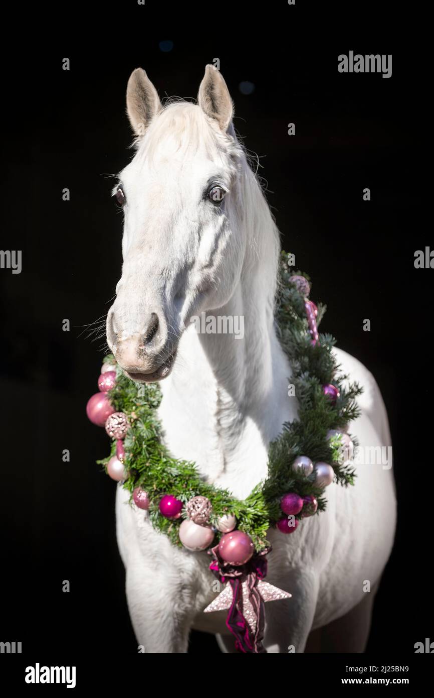 Lipizzan. Ritratto di un cavallo grigio che indossa una corona di Natale su sfondo nero Foto Stock