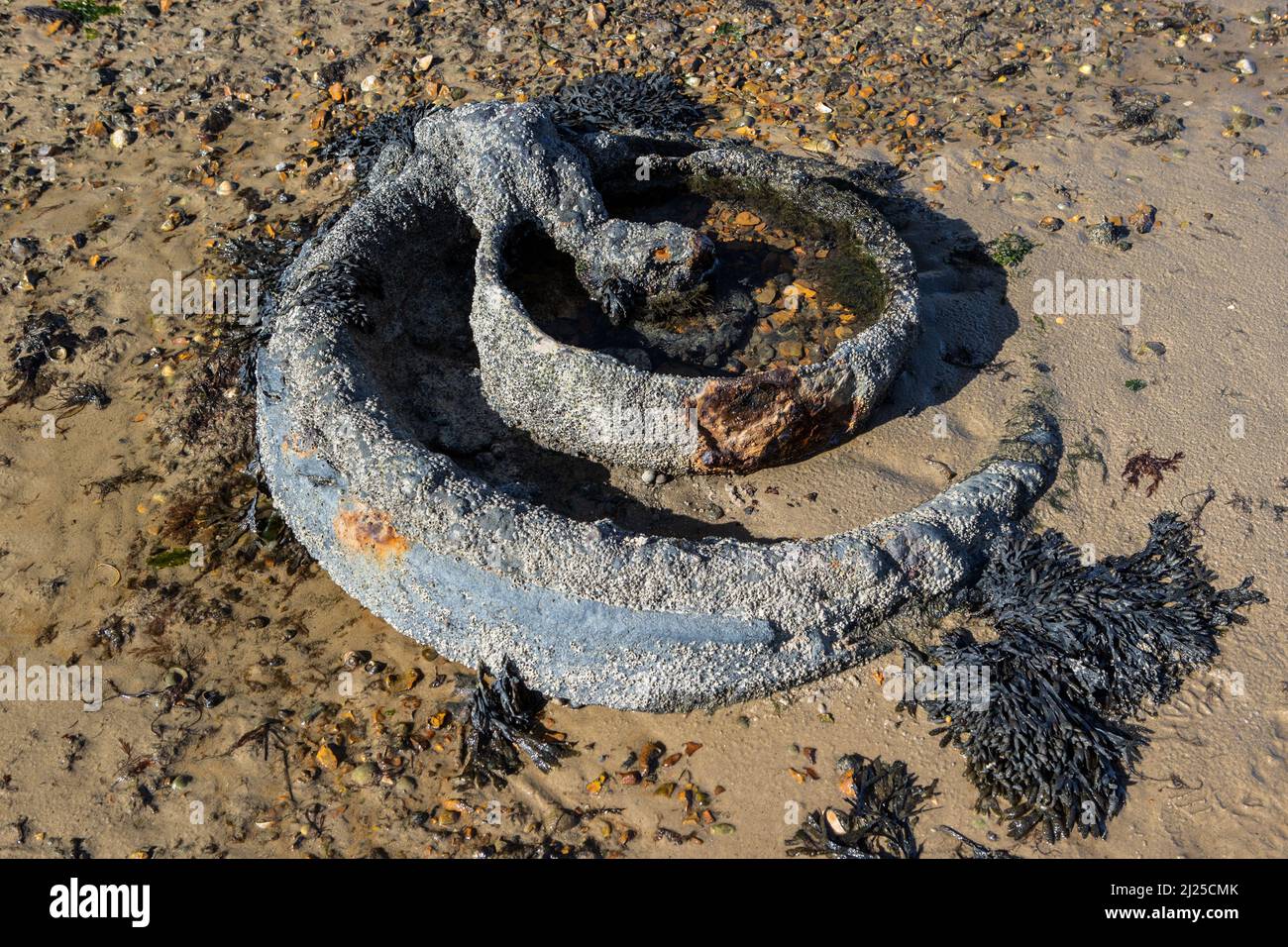 Detriti, Springtime, Bramble Bush Bay, Stone Island Lake, Poole Harbor, Studland, Dorset, Regno Unito Foto Stock