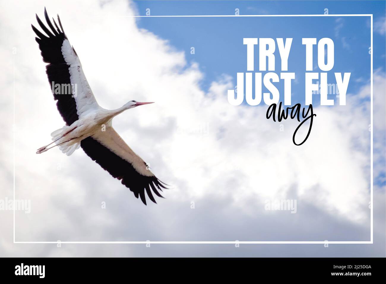 Cercate di volare via. Citazioni motivazionali di ispirazione. Cicogna bianca che vola nel cielo fotografia. Foto Stock