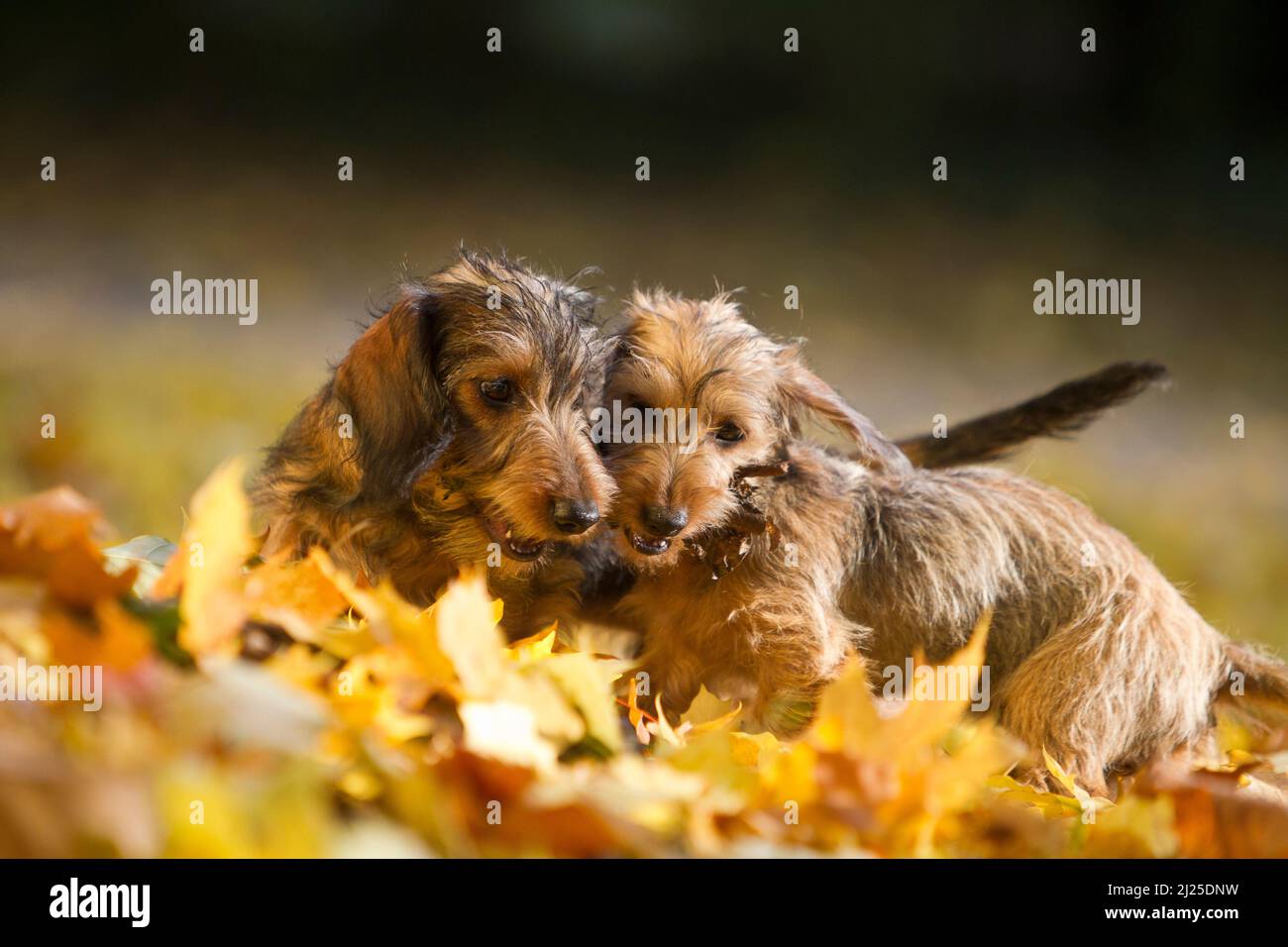 Dachshund miniaturizzato con capelli laccati. Due cani in lettiera a foglia, giocando con un bastone. Germania Foto Stock