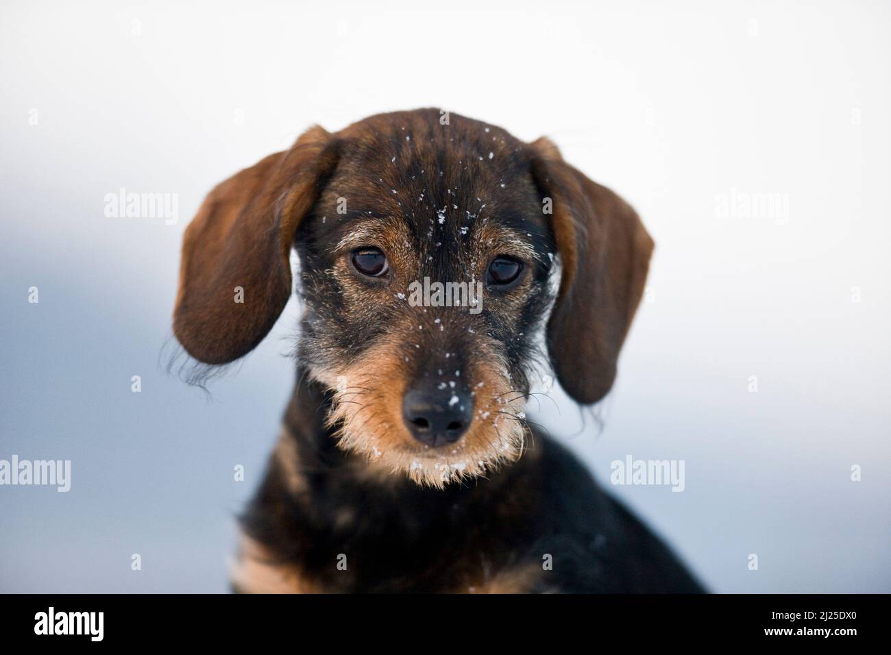 Dachshund con capelli laccati. Ritratto di cucciolo in inverno Germania Foto Stock