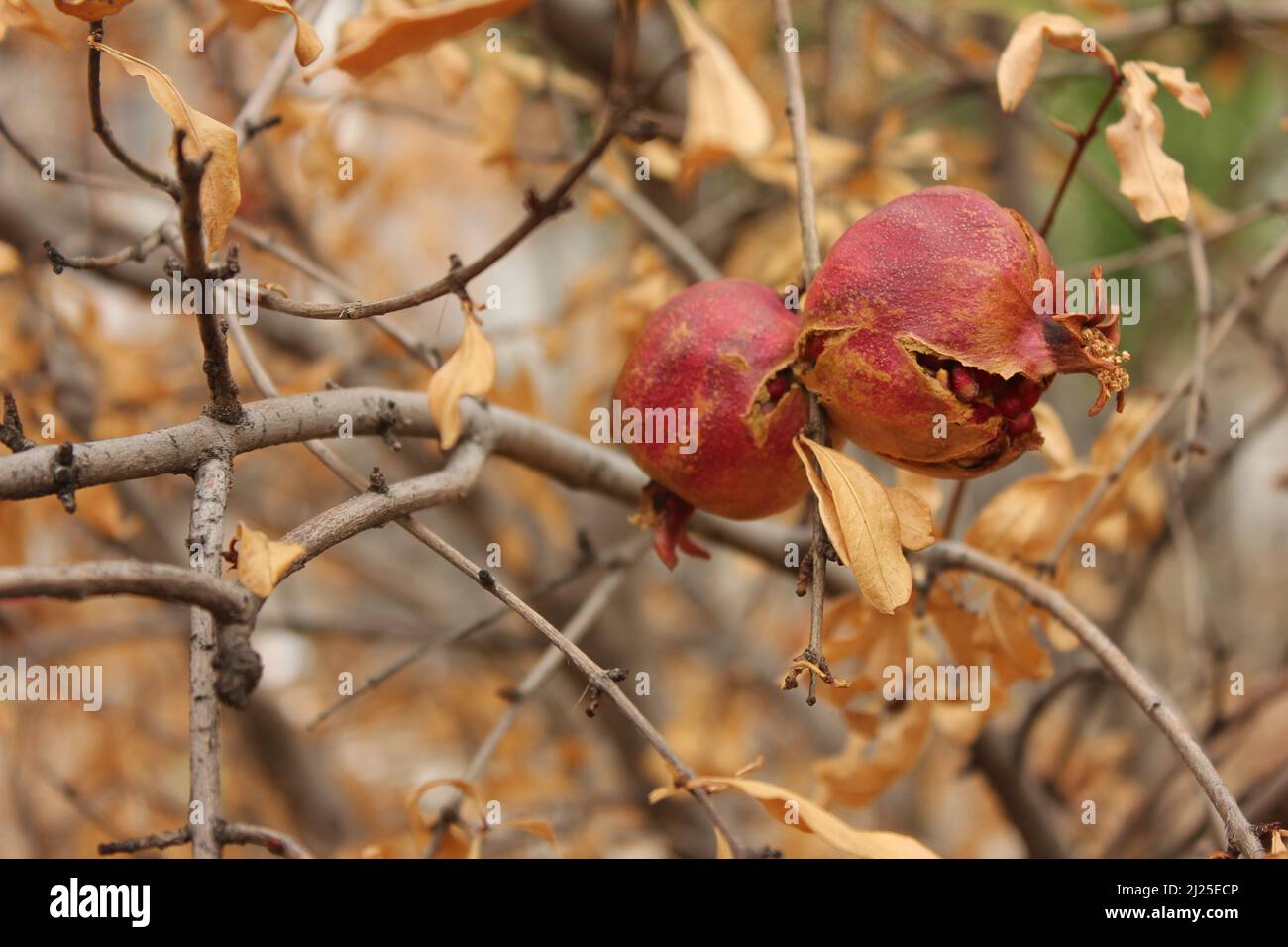 Frutti di melograno spaccati a secco sui rami di un albero di frutta con foglie gialle in autunno. Simbolo di fertilità, abbondanza e pletora. Foto Stock
