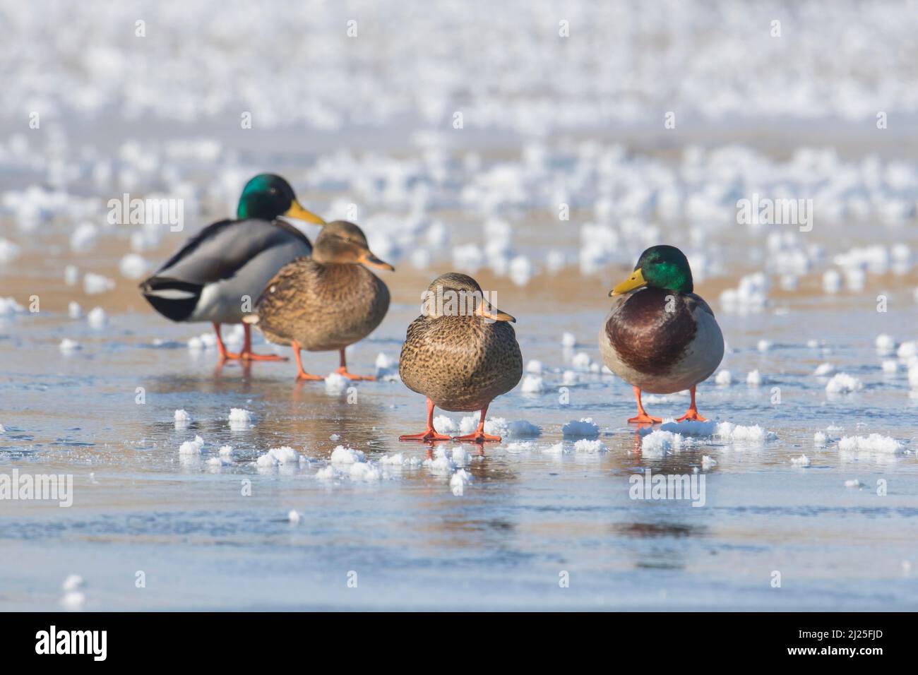 Mallard Duck (Anas platyrhynchos). Due coppie in plumage di allevamento in piedi su ghiaccio. Germania Foto Stock