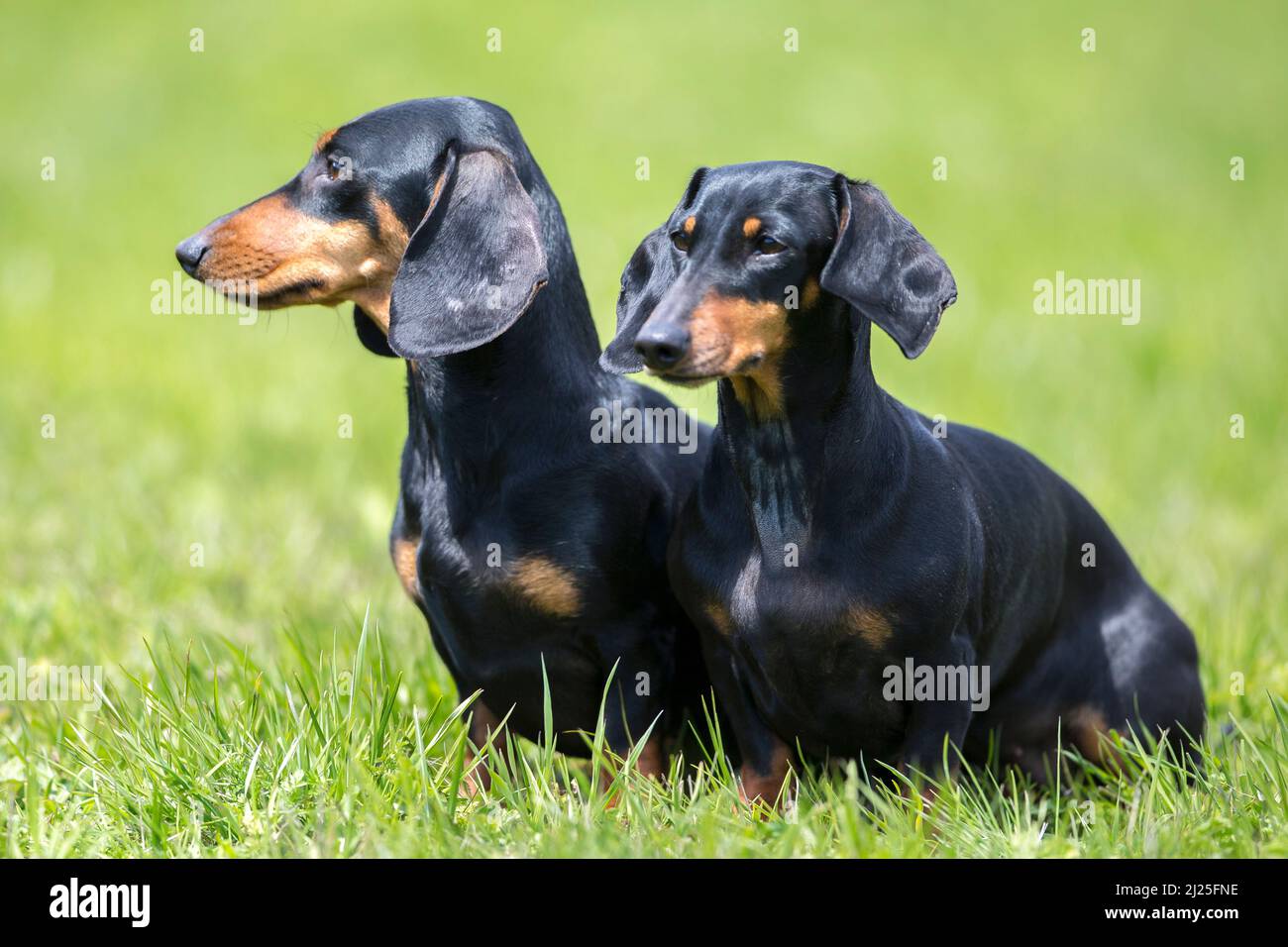 Nero e marrone chiaro liscio Dachshund. Due cani adulti seduti su un prato. Germania Foto Stock