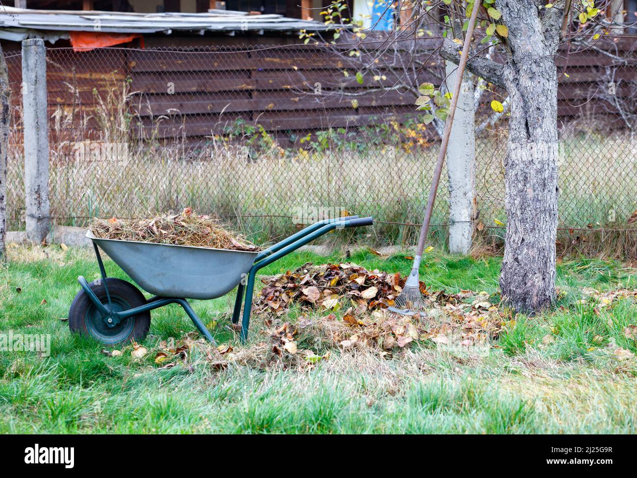 Un carriola da giardino e un rastrello in metallo si trovano vicino a un  mucchio di foglie cadute e di erba secca in un giardino d'autunno contro un  prato verde. Spazio di