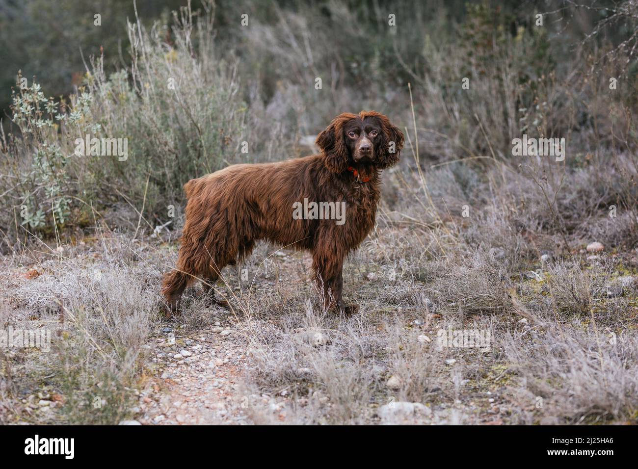 Cane che guarda la macchina fotografica mentre si trova all'aperto in natura. Foto Stock
