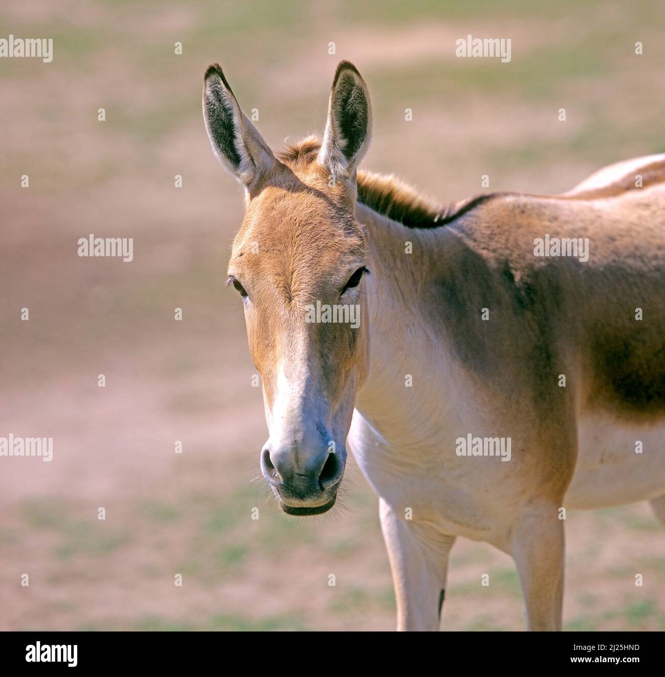 Onager (Equus hemionus onager). Ritratto di adulto in uno zoo Foto Stock