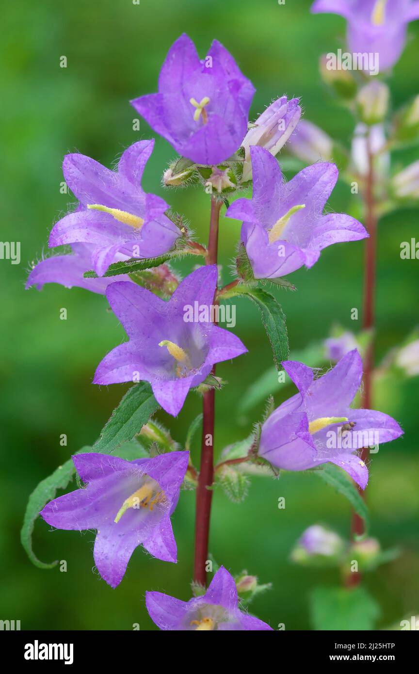 Campanula (Campanula rapucoloides), fiori, Austria Foto Stock